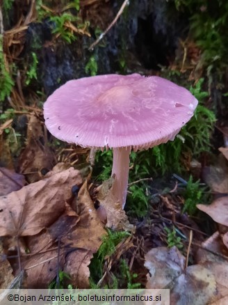 Mycena rosea