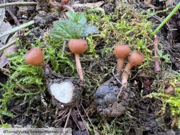 Dumontinia tuberosa