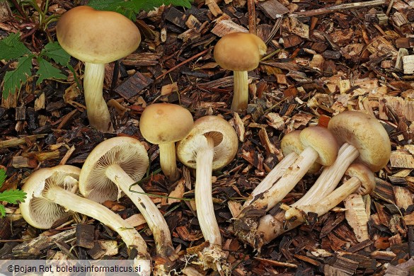 Agrocybe praecox