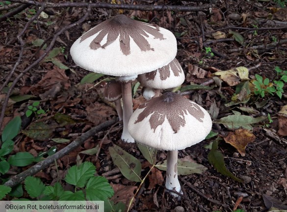 Macrolepiota mastoidea