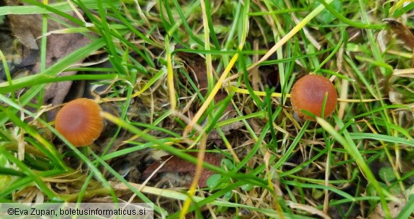 Tubaria furfuracea