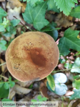 Boletus luridus