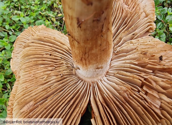 Inocybe fraudans