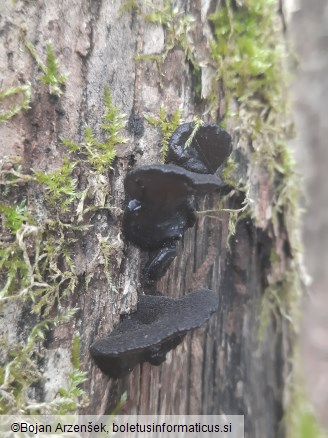 Exidia truncata