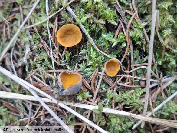 Caloscypha fulgens