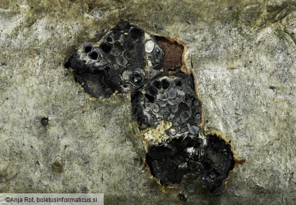 Diatrypella favacea