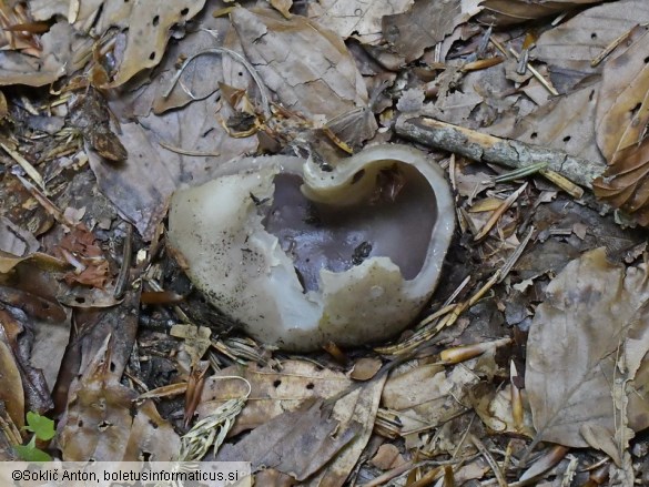 Sarcosphaera coronaria