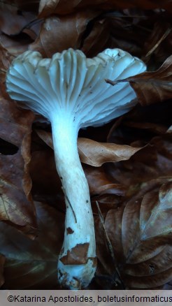 Hygrophorus olivaceoalbus