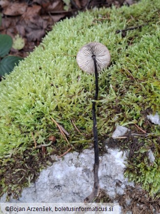 Mycetinis alliaceus