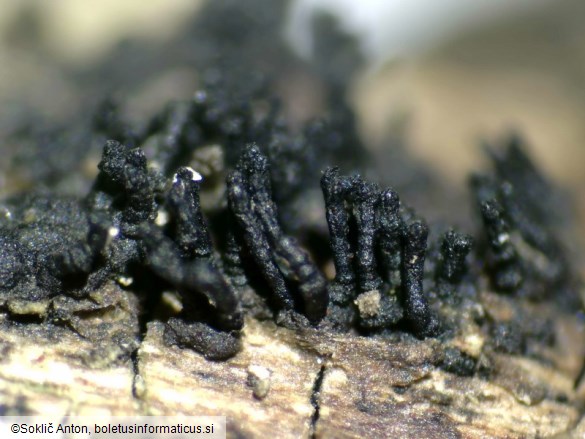 Peroneutypa scoparia