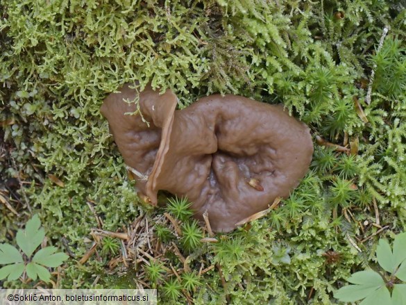 Discina ancilis