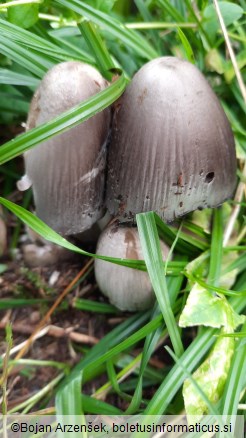 Coprinopsis atramentaria