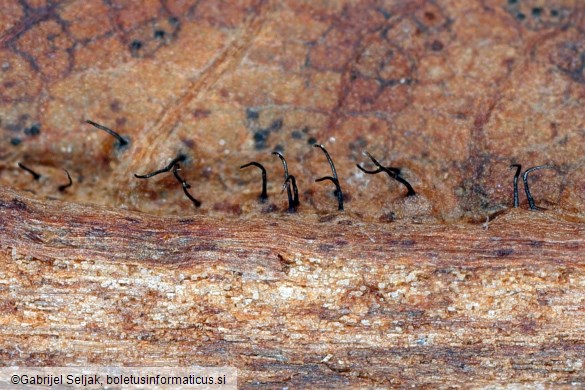 Ophiognomonia setacea