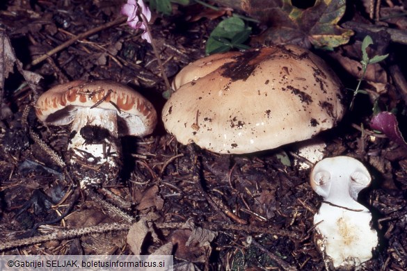 Calonarius corrosus