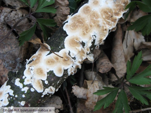 Byssomerulius corium