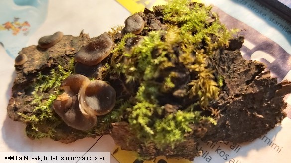 Pachyella violaceonigra