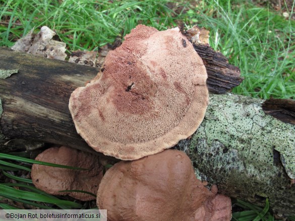 Hapalopilus rutilans