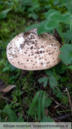 Echinoderma asperum