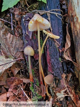 Mycena crocata