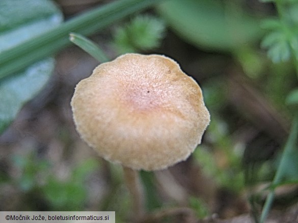 Galerina graminea