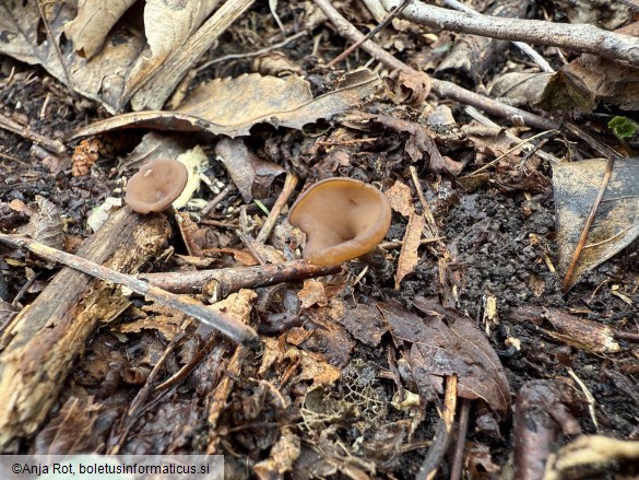 Stromatinia rapulum