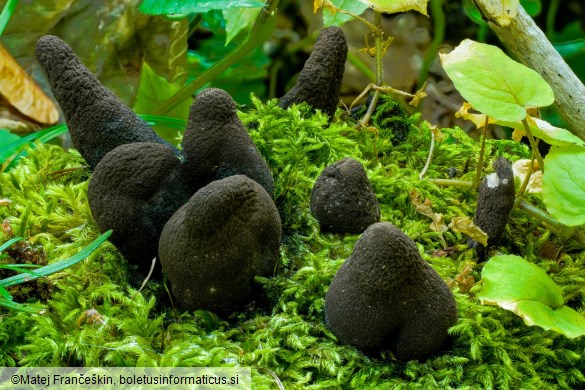 Xylaria polymorpha