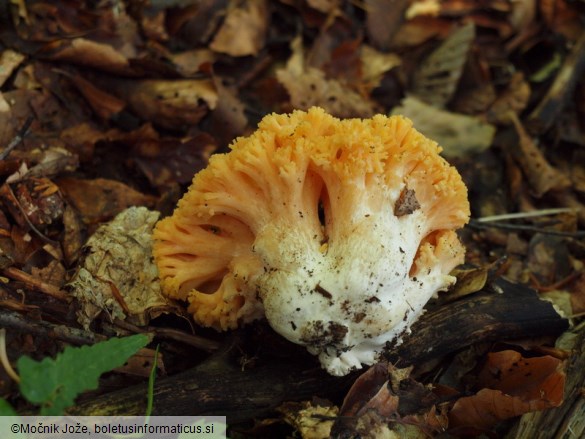 Ramaria aurea
