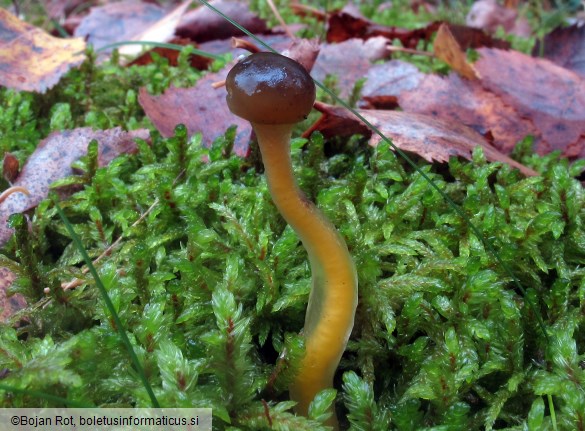 Leotia lubrica