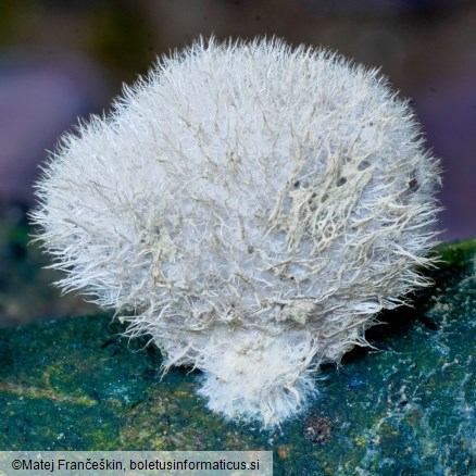 Schizophyllum commune