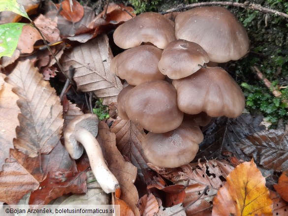 Lyophyllum decastes
