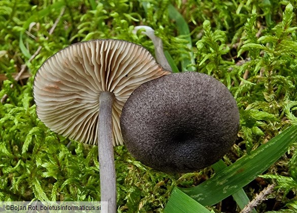 Entoloma violaceoserrulatum