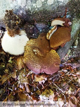 Albatrellus pes-caprae