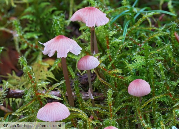 Mycena rosella