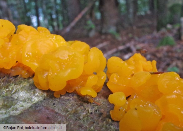 Dacrymyces chrysospermus