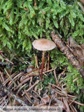 Mycetinis scorodonius