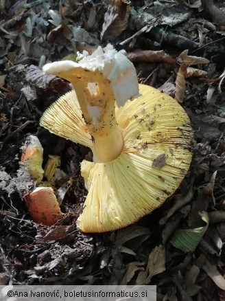 Amanita caesarea