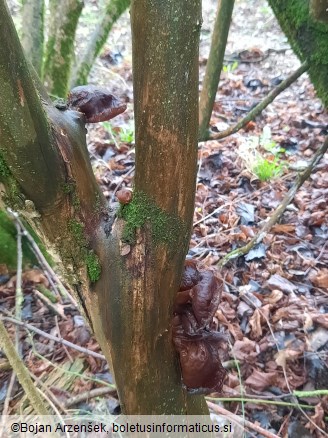 Auricularia auricula-judae