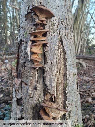 Pleurotus ostreatus