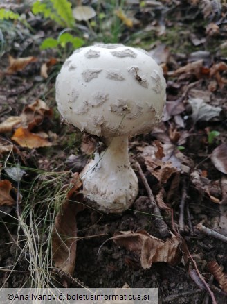 Amanita strobiliformis
