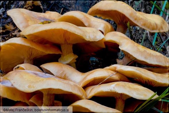 Armillaria mellea