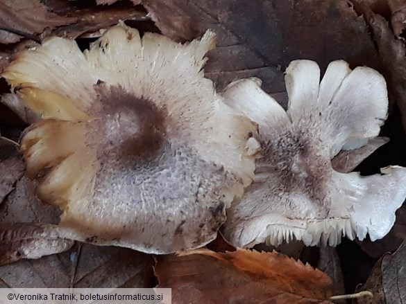 Tricholoma scalpturatum