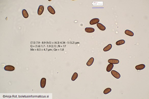 Psathyrella spadiceogrisea