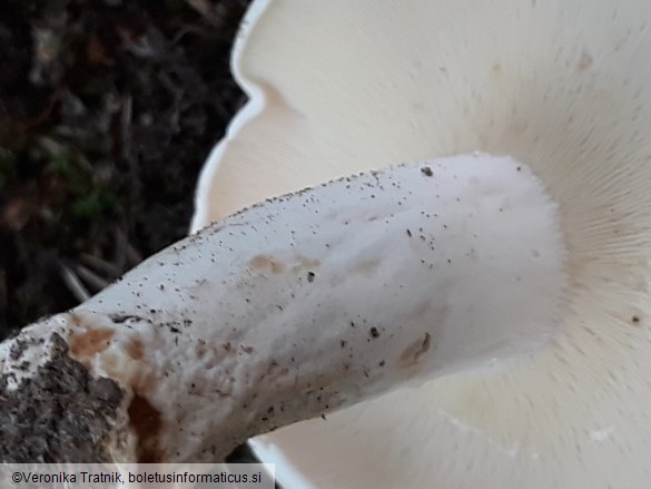Lactifluus piperatus