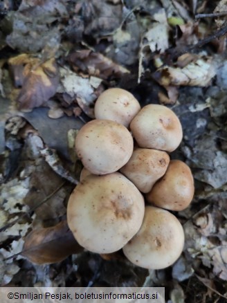 Gymnopus fusipes