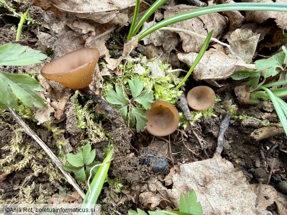 Dumontinia tuberosa