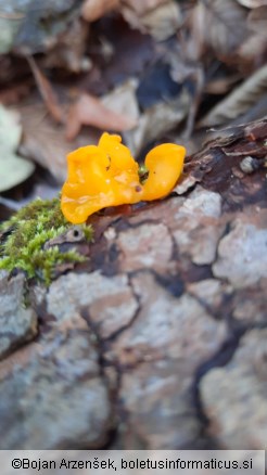 Dacrymyces chrysospermus