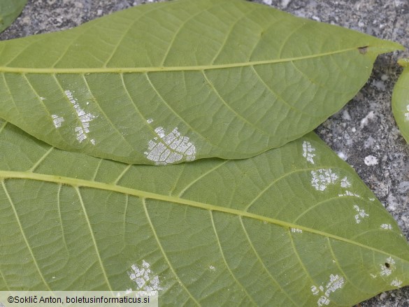 Pseudomicrostroma juglandis