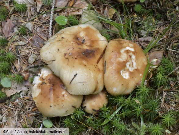 Russula subfoetens