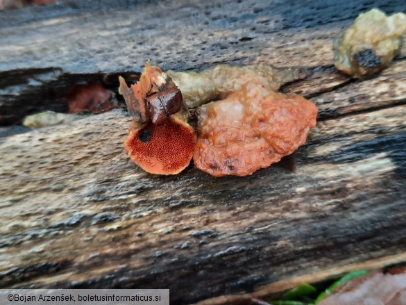 Pycnoporus cinnabarinus