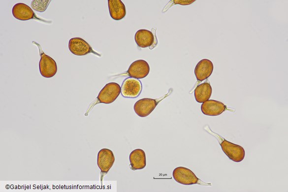 Uromyces ambiguus